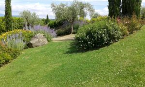 Realizzazione giardini e manutenzione giardini Firenze, Lucca, Siena